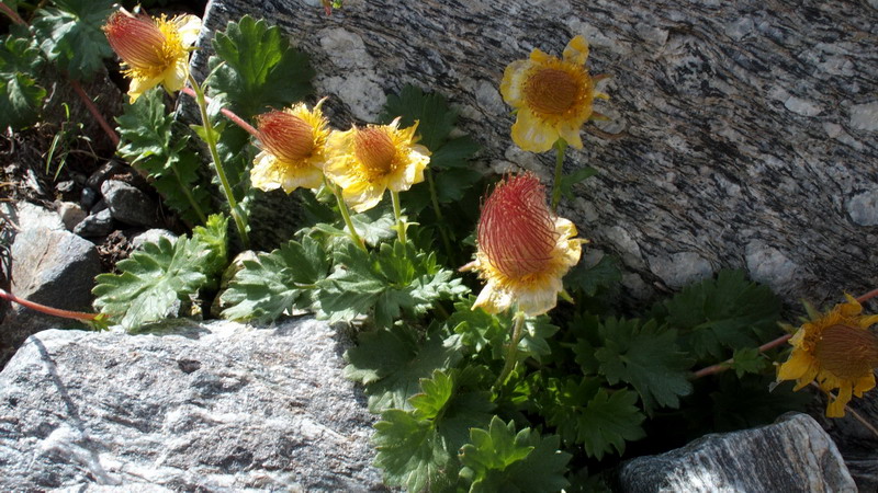 Geum reptans